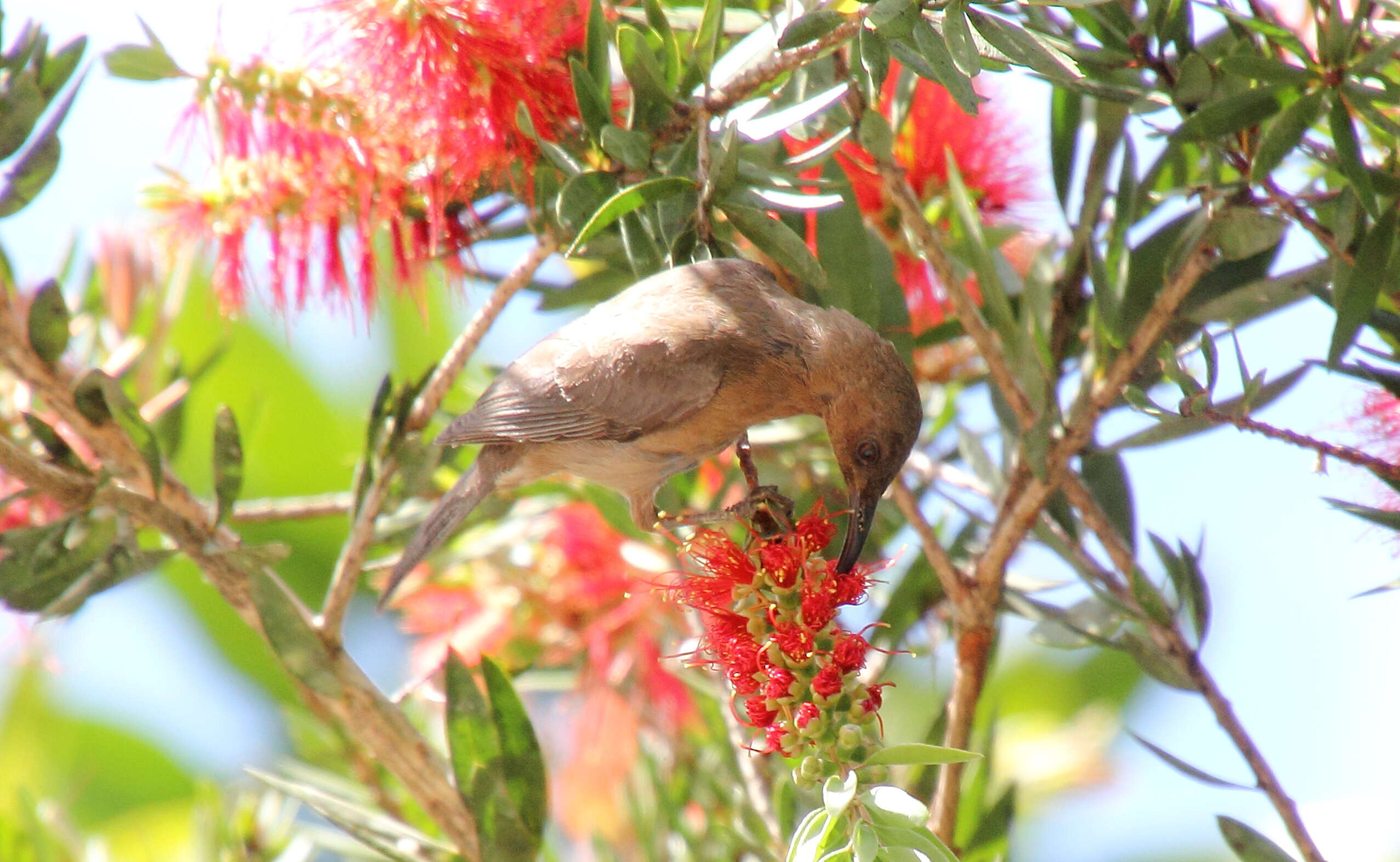 Image of Dusky Honeyeater