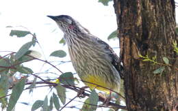 Image of Red Wattlebird