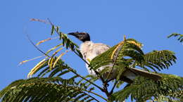 Image of Noisy Friarbird