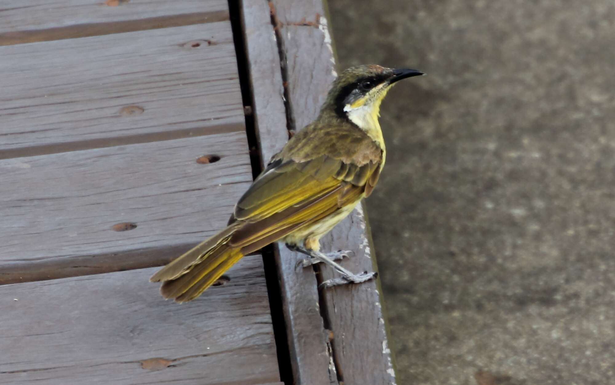 Image of Varied Honeyeater