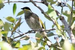 Image of Mangrove Honeyeater