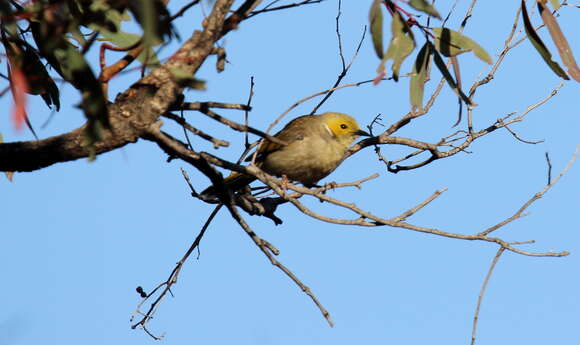 Image of White-plumed Honeyeater