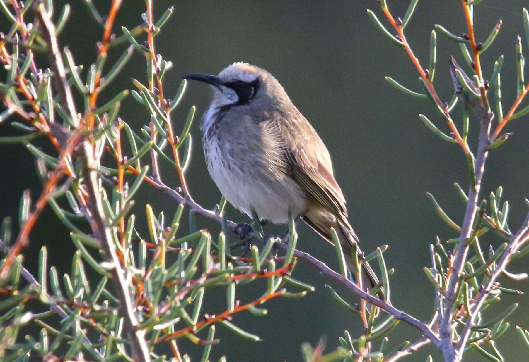 Plancia ëd Gliciphila Swainson 1837