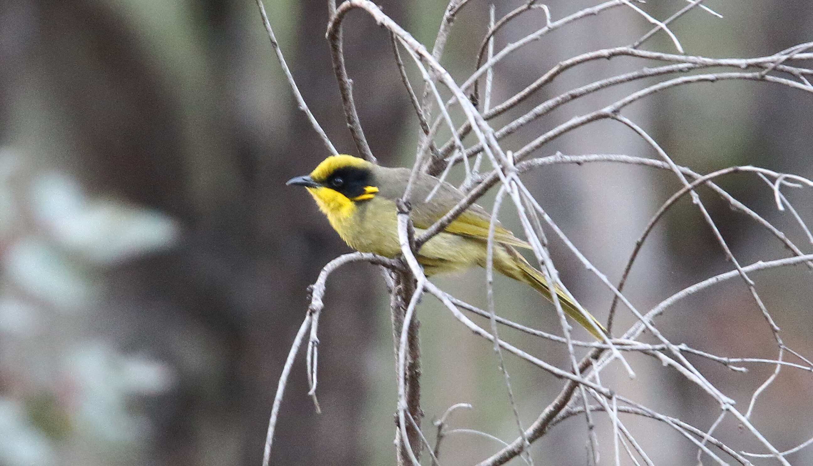 Image of Yellow-tufted Honeyeater