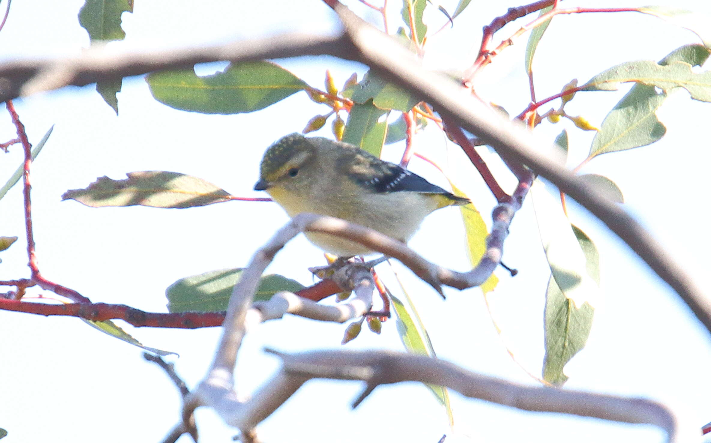 Imagem de Pardalotus punctatus (Shaw 1792)