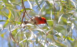 Image of Scarlet Honeyeater