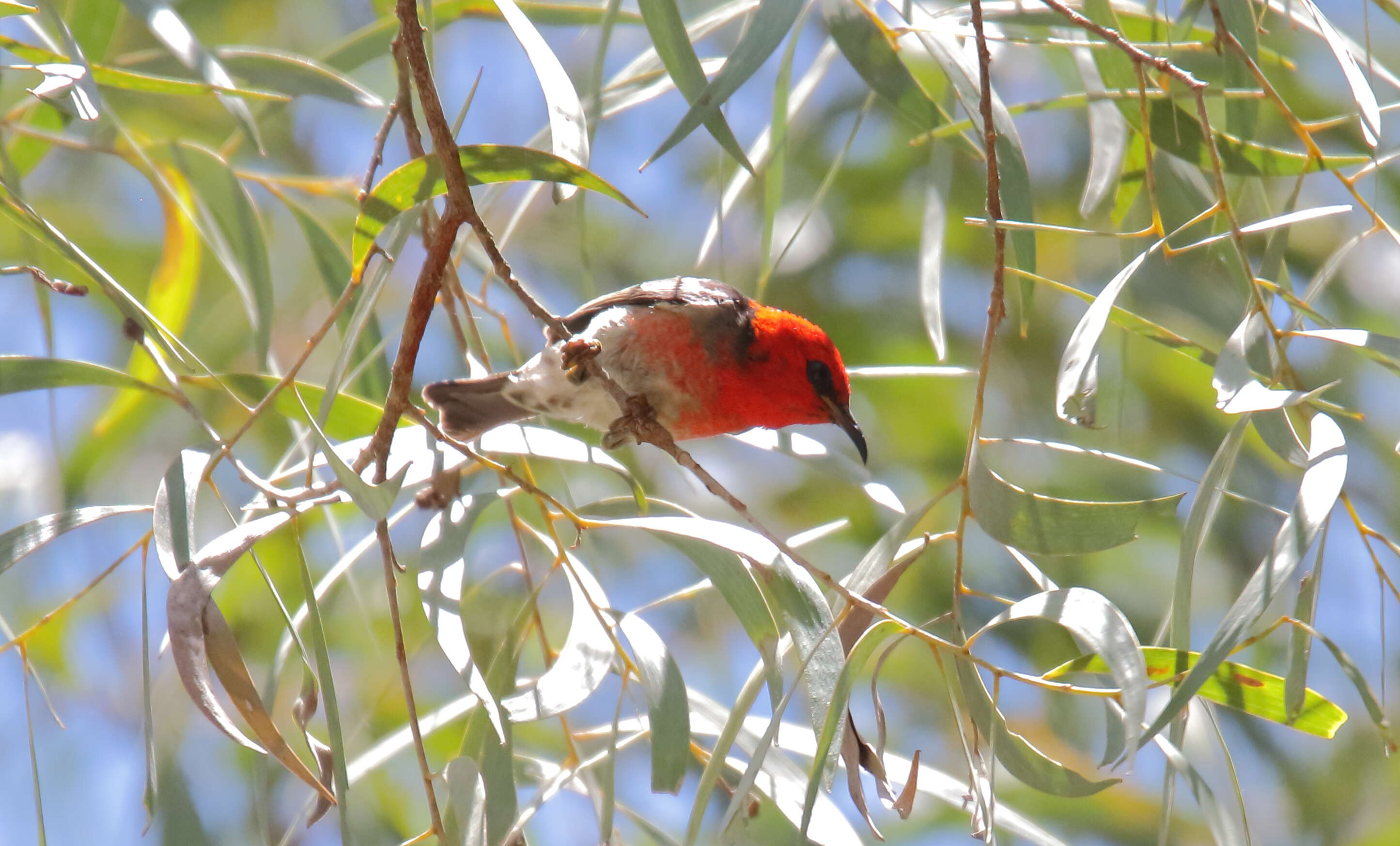 Image of Scarlet Honeyeater