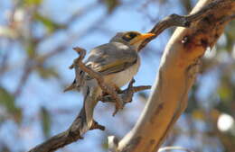 Image of Yellow-throated Miner