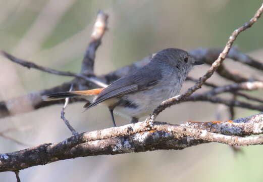 Image of Inland Thornbill