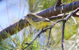 Image of Yellow Thornbill