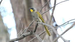 Image of Yellow-throated Honeyeater