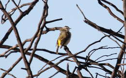 Image of Yellow-rumped Thornbill