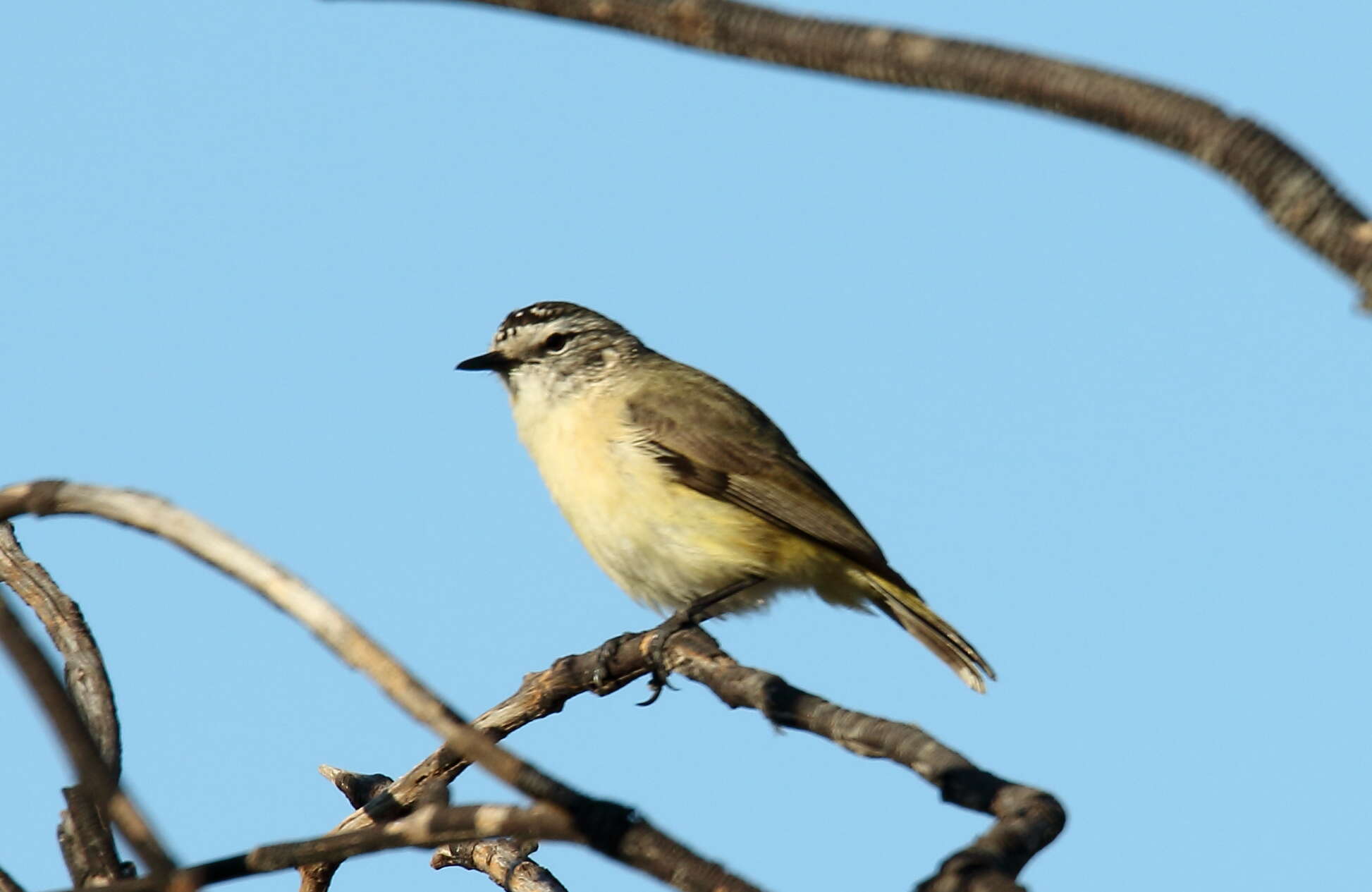 Image of Yellow-rumped Thornbill