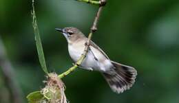 Image of Large-billed Gerygone