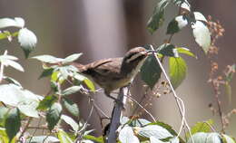 Image of White-browed Babbler