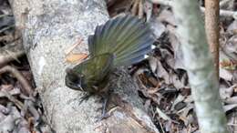 Image of Eastern Whipbird