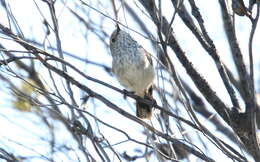 Image of Striated Thornbill