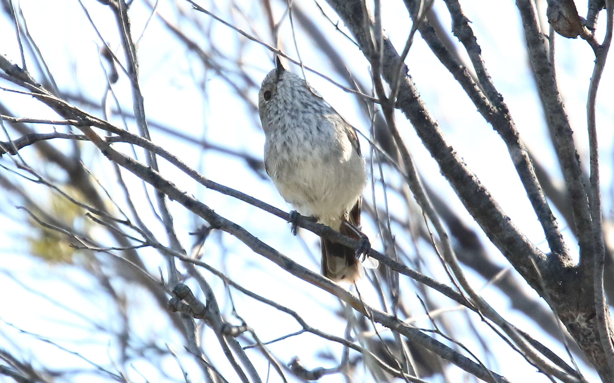 Image of Striated Thornbill