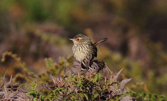 Image of Striated Calamanthus