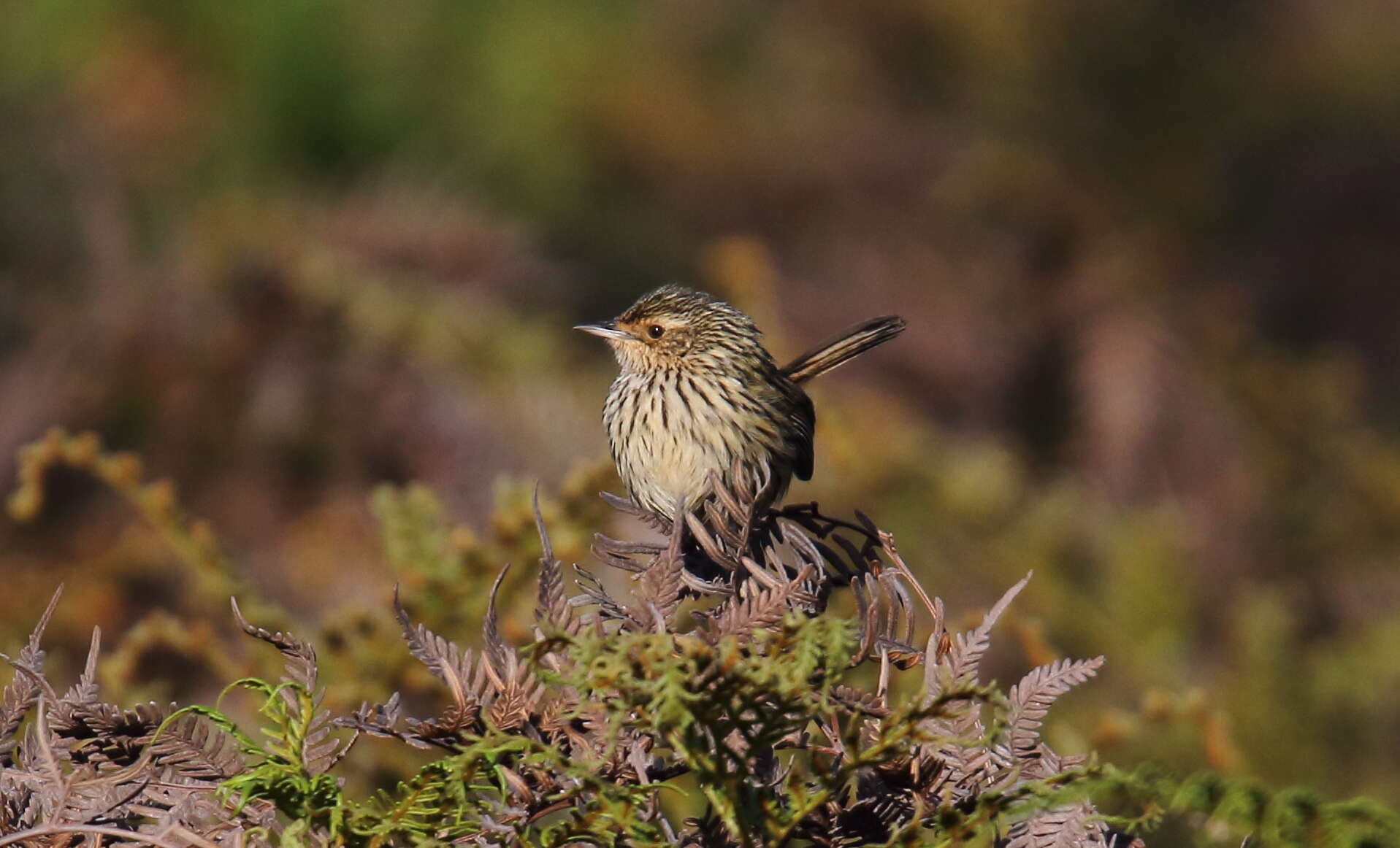 Image of Striated Calamanthus