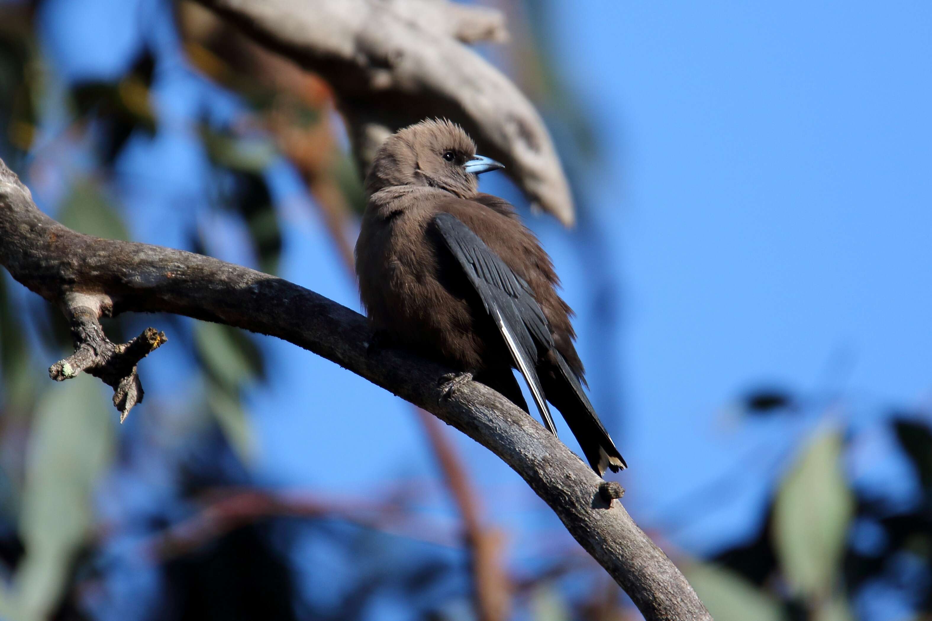 Image of Dusky Woodswallow