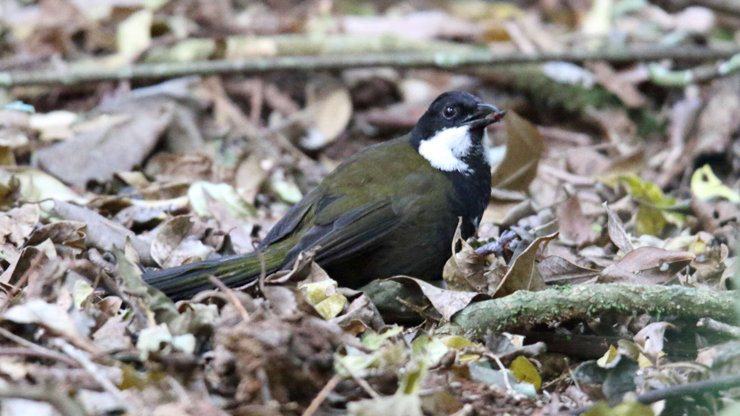 Image of Eastern Whipbird