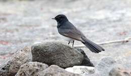 Image of Willie Wagtail