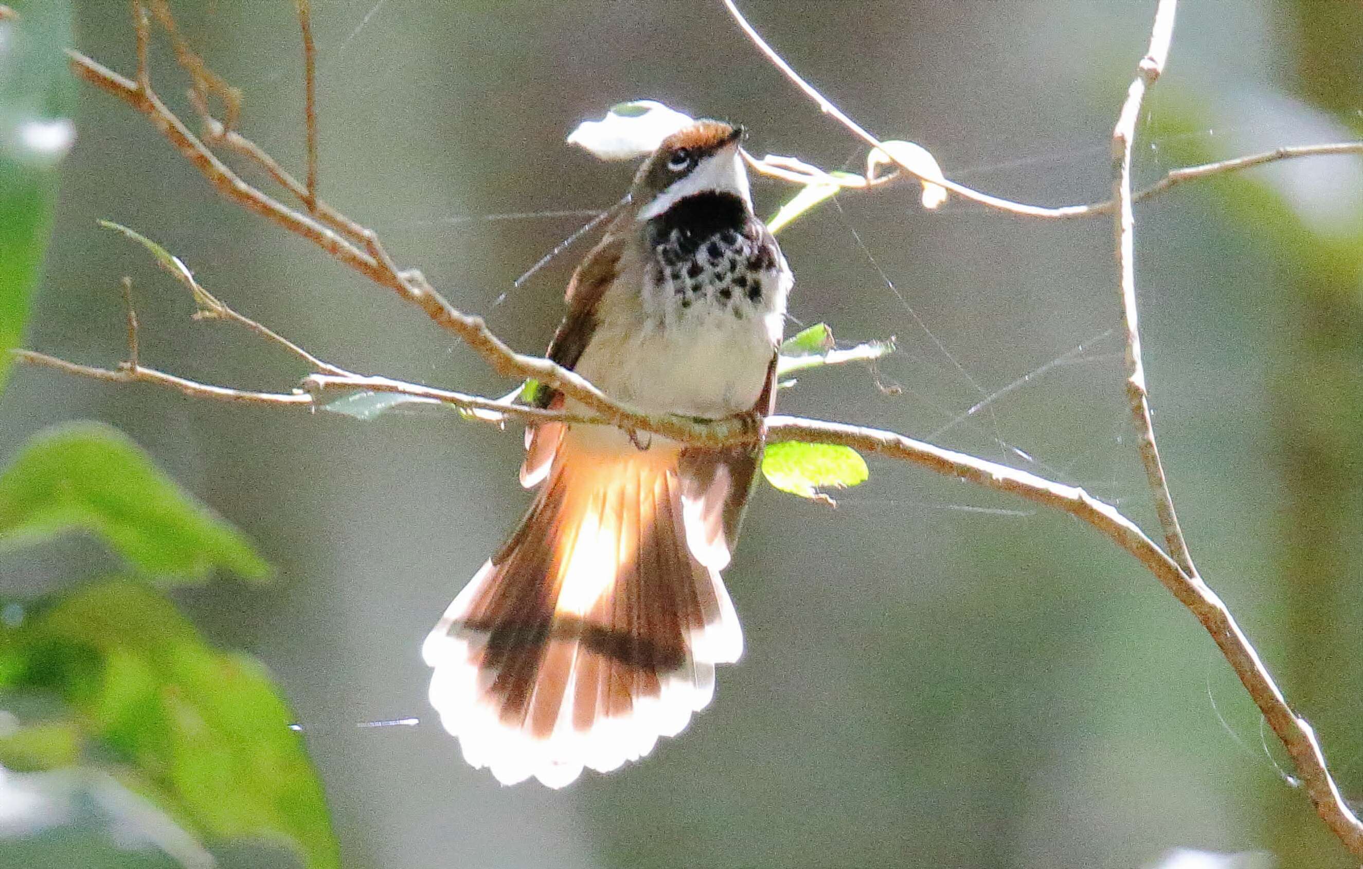 Image of Rufous Fantail