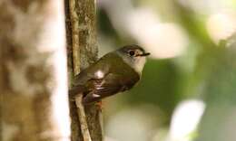 Image of Tregellasia Mathews 1912