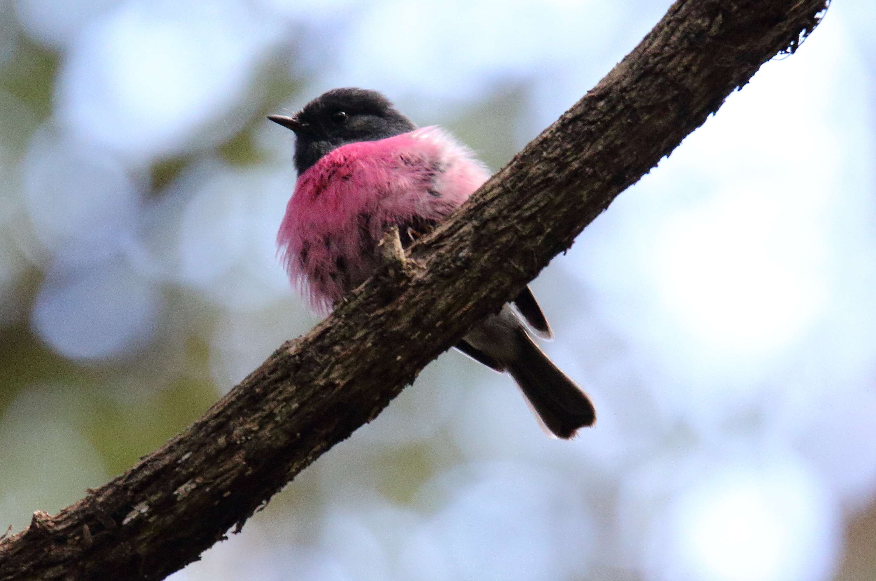 Image of Pink Robin