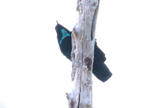 Image of Paradise Riflebird