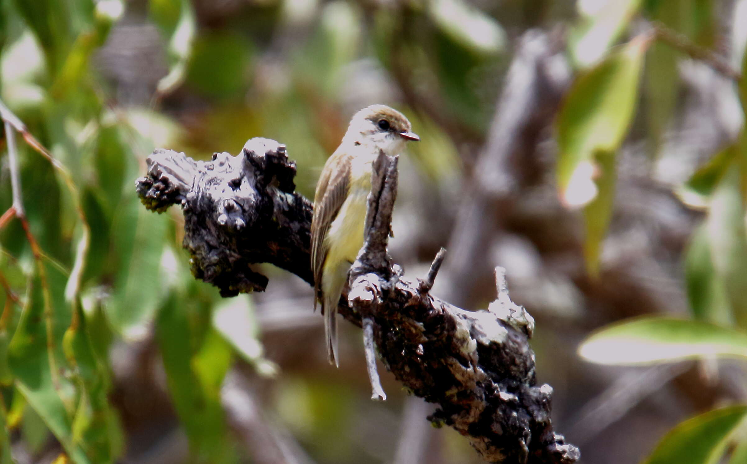 Image of Lemon-bellied Flycatcher