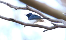 Image of Satin Flycatcher