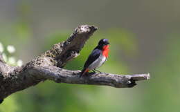 Image of Mistletoebird