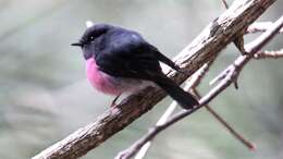 Image of Pink Robin