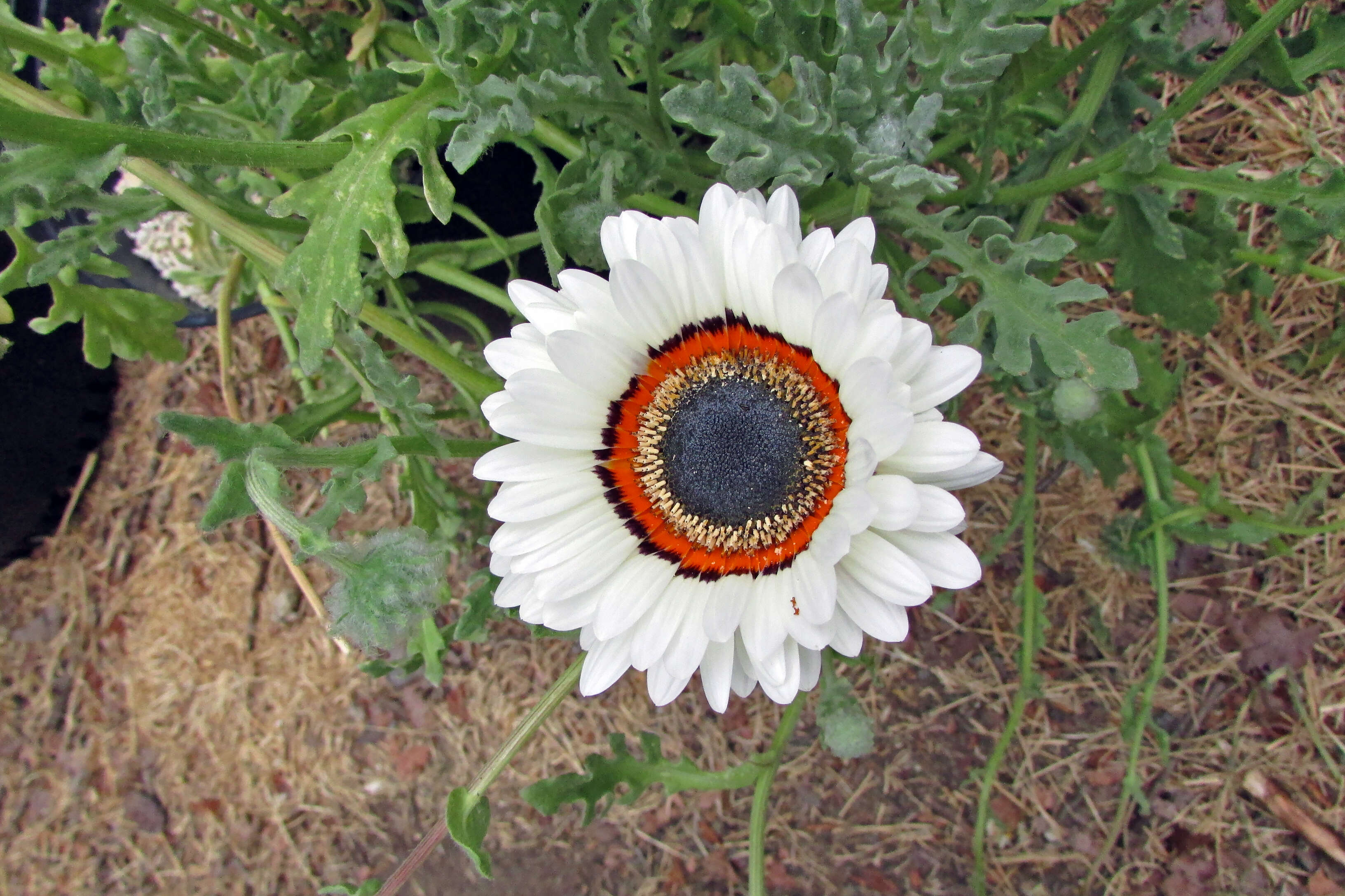 Image of Double Namaqua marigold