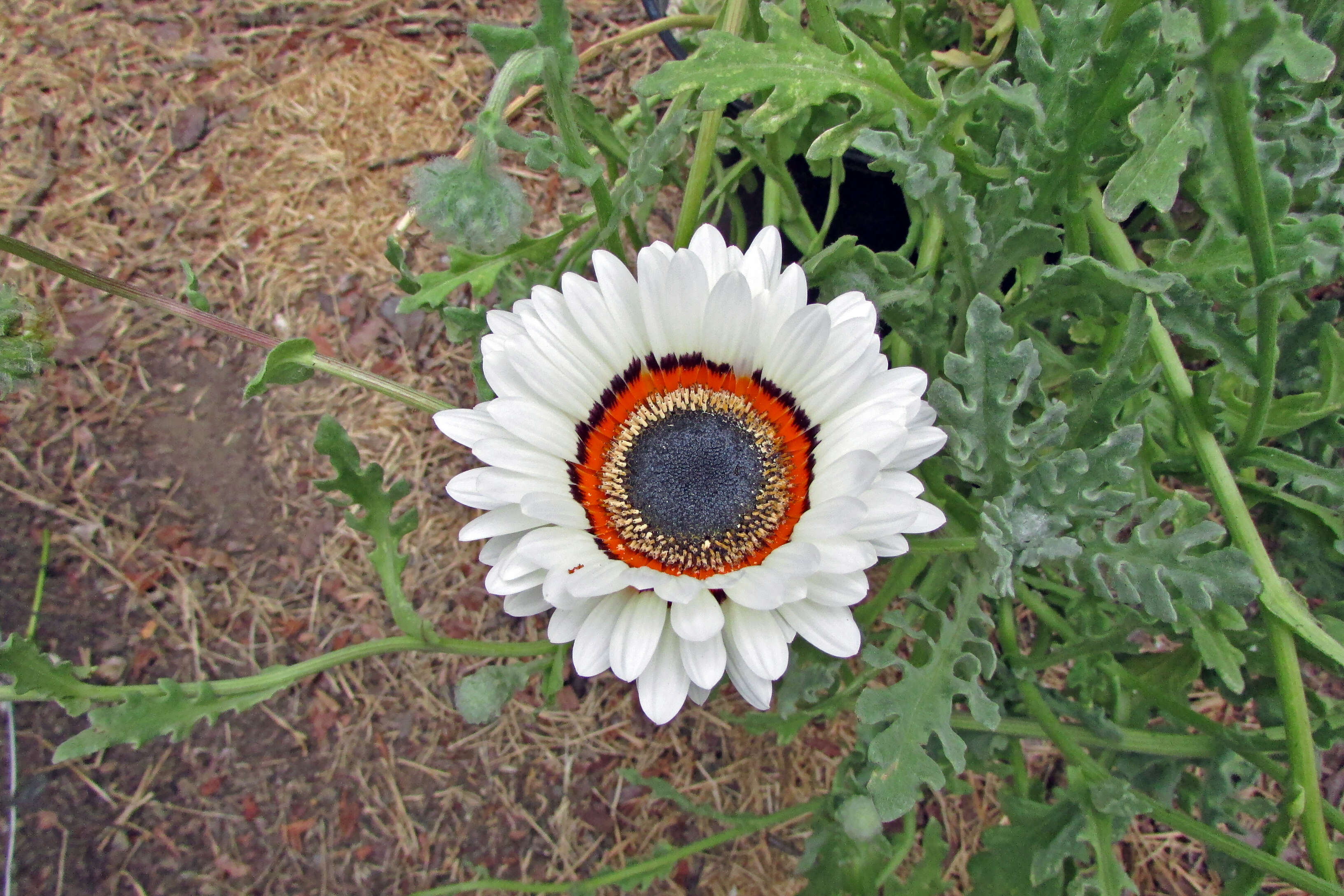 Image of Double Namaqua marigold