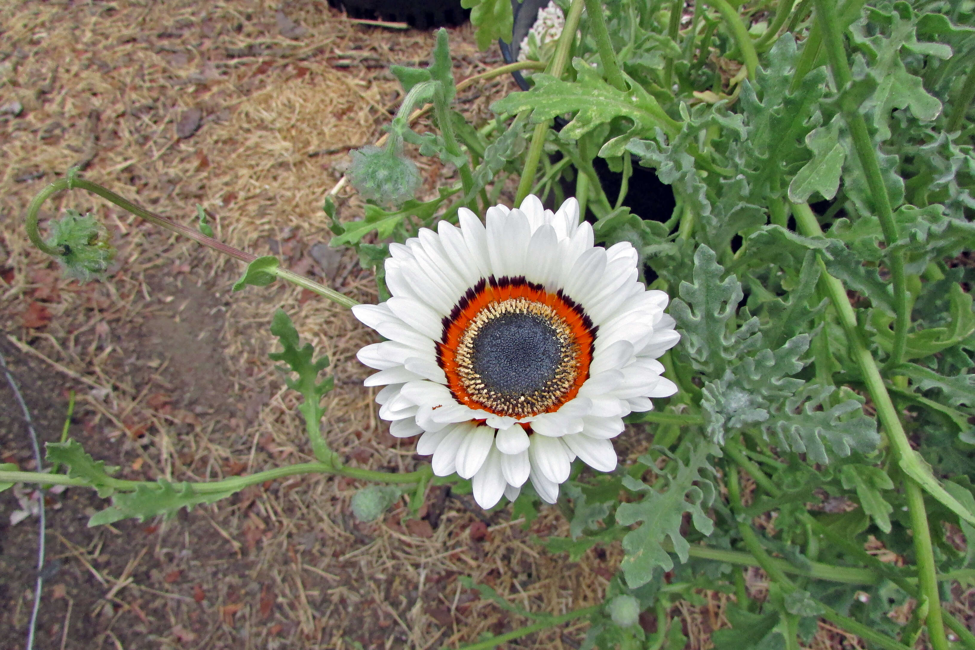 Image of Double Namaqua marigold