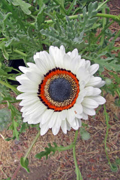 Image of Double Namaqua marigold