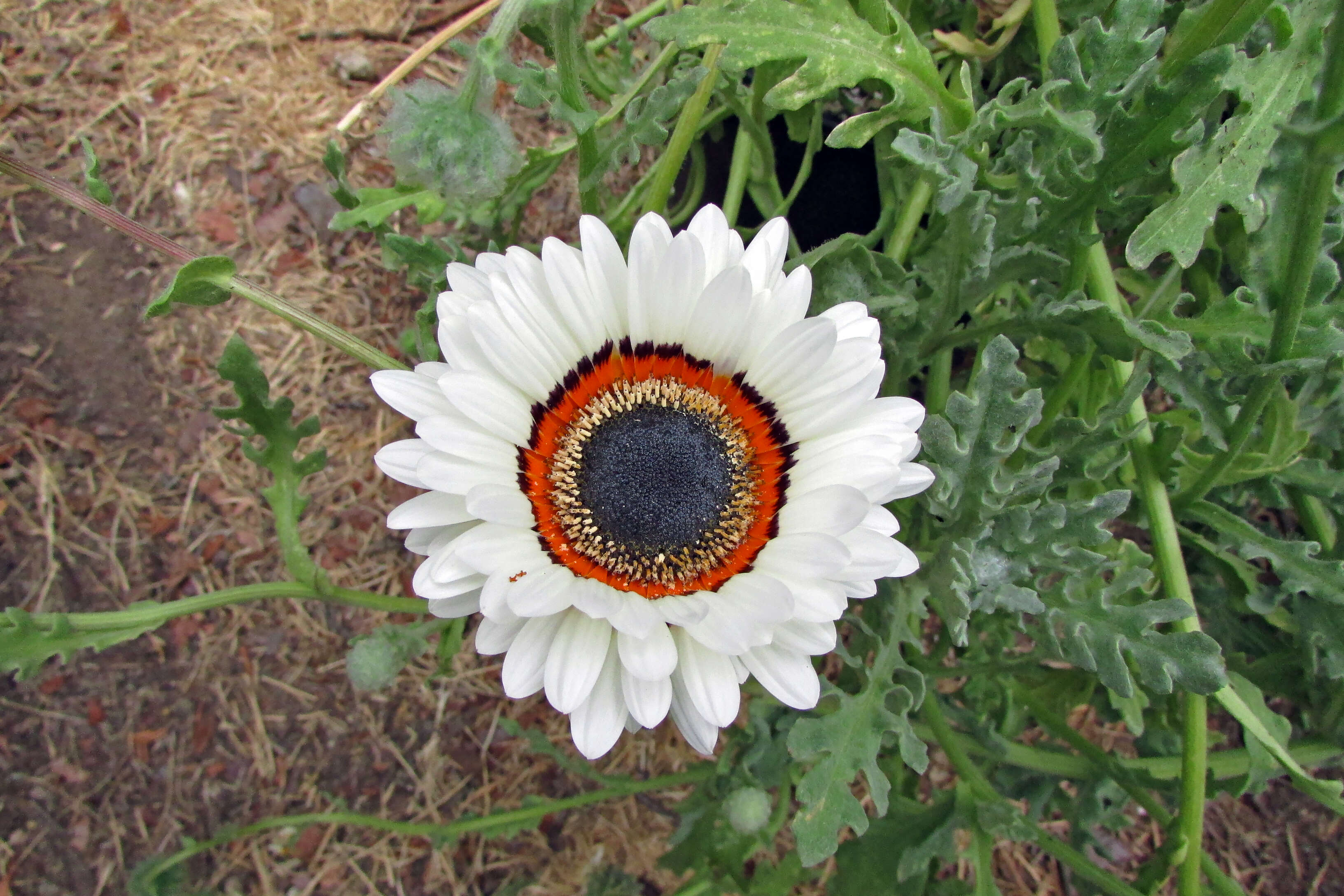 Image of Double Namaqua marigold