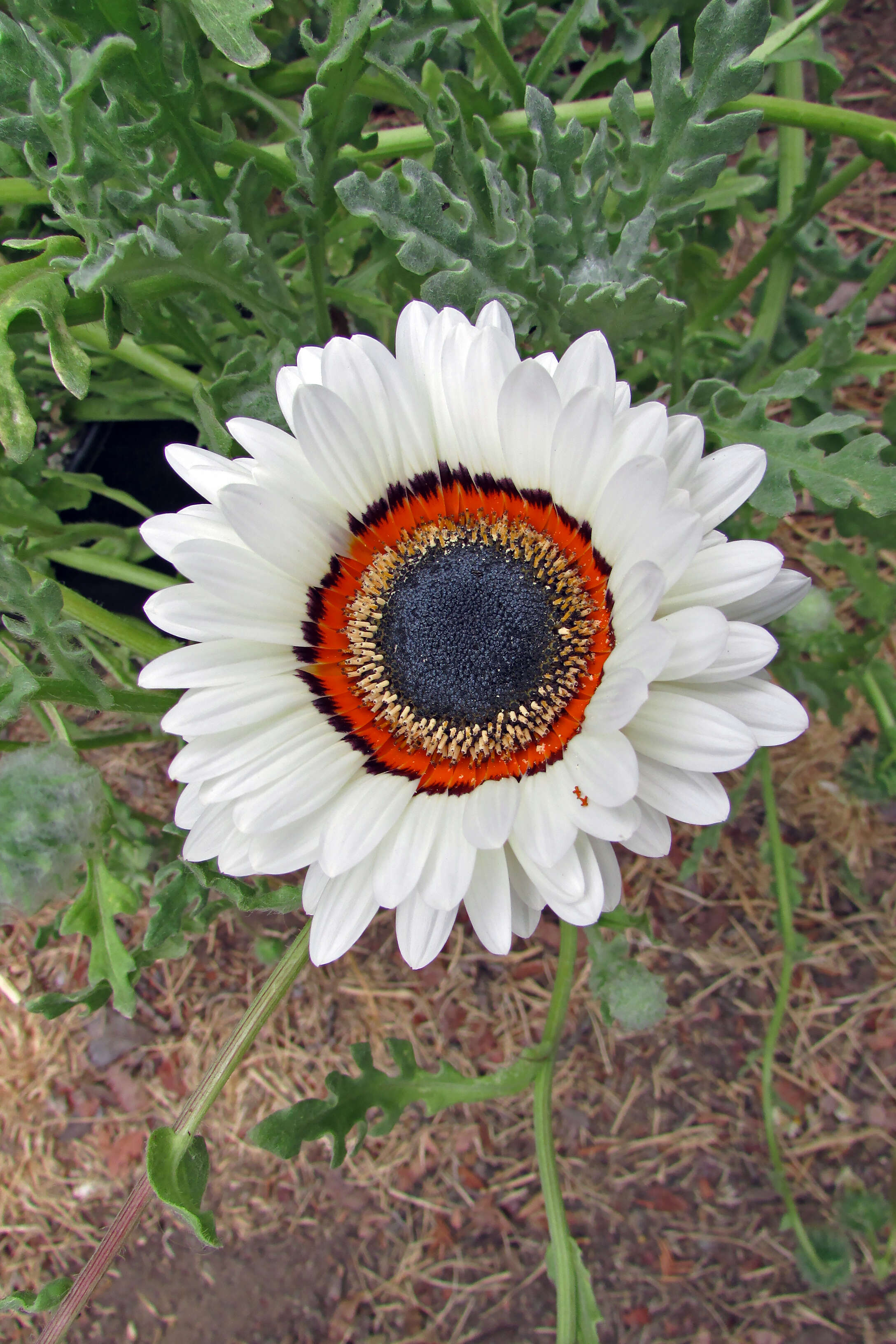 Image of Double Namaqua marigold