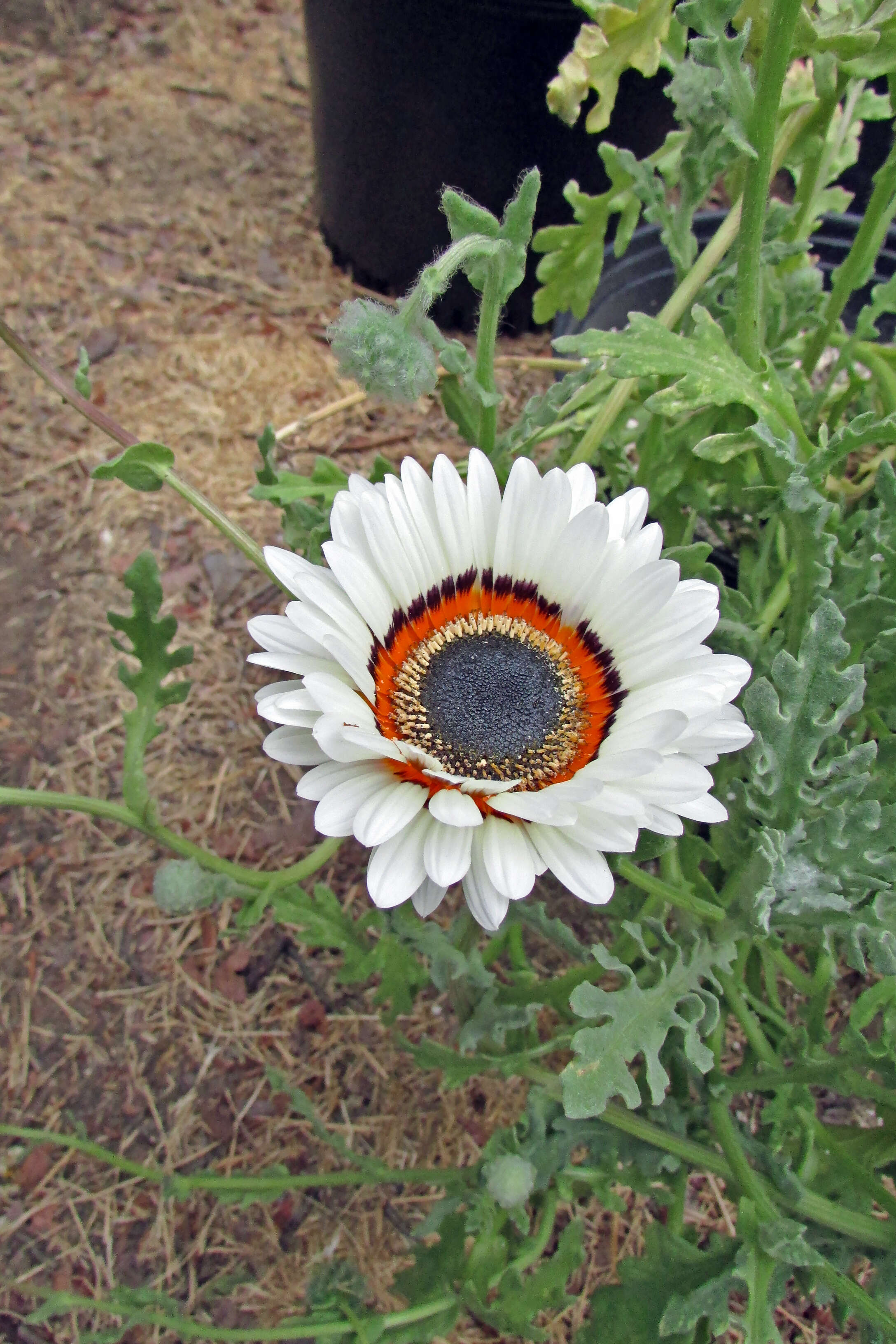 Image of Double Namaqua marigold