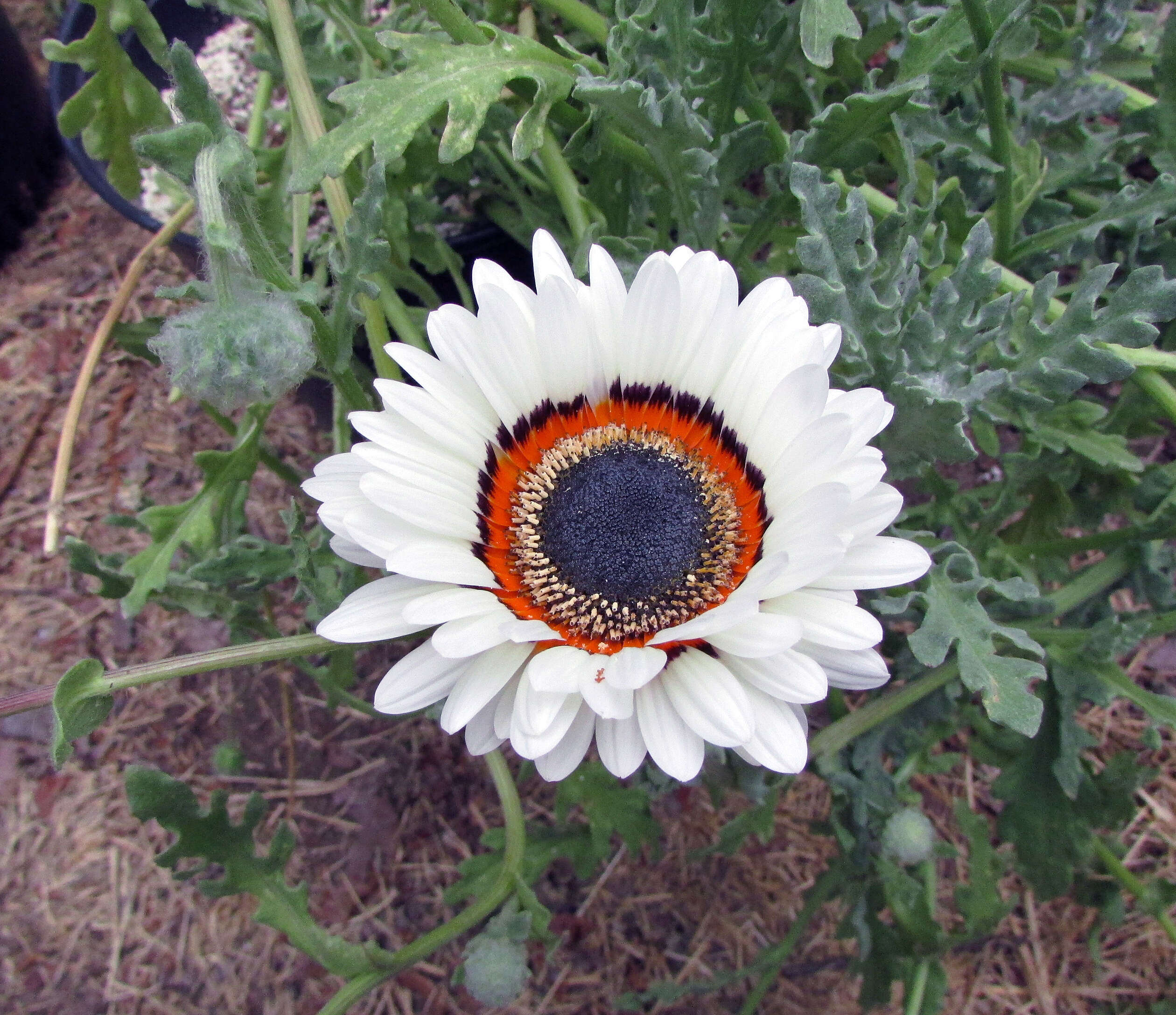 Image of Double Namaqua marigold