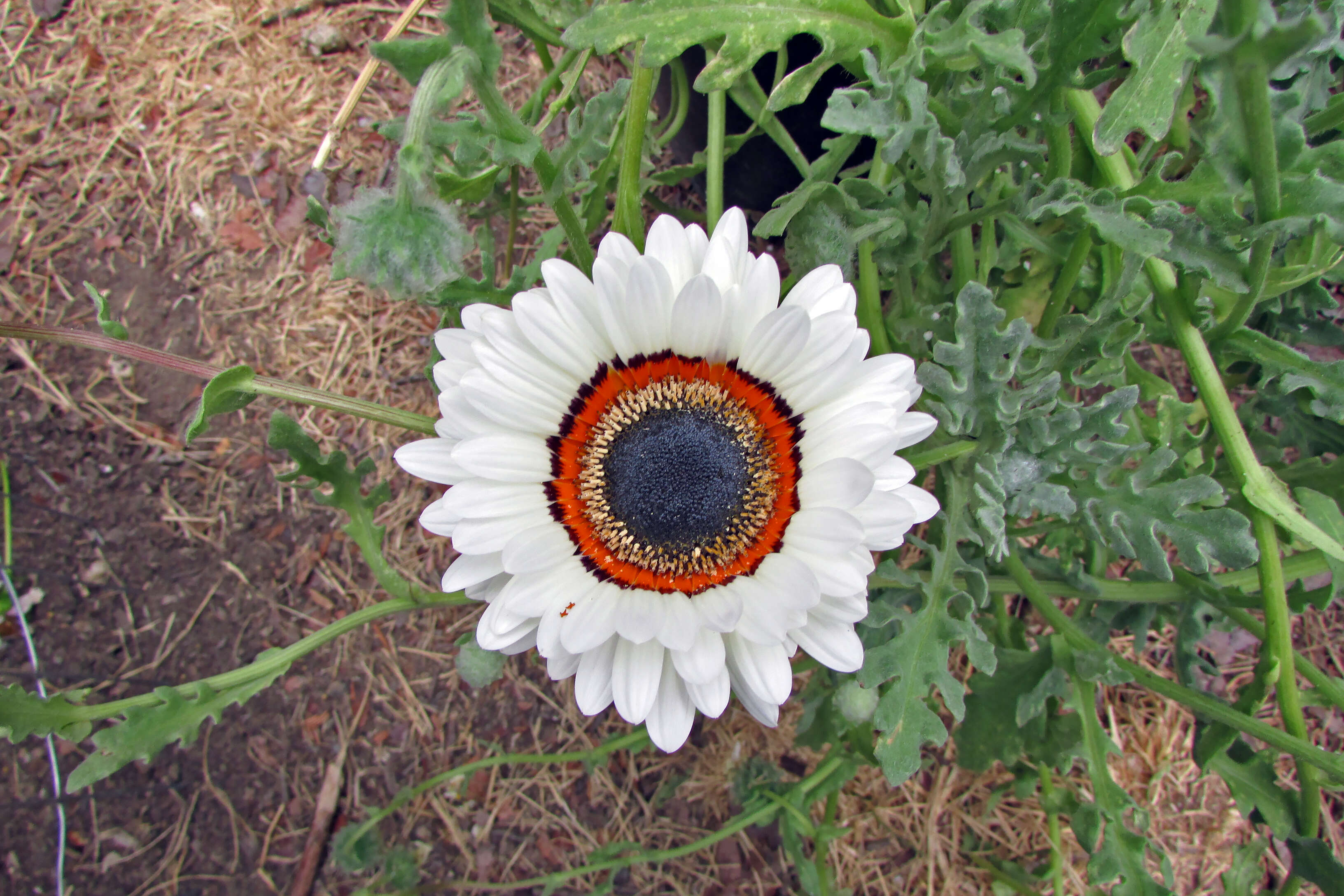 Image of Double Namaqua marigold