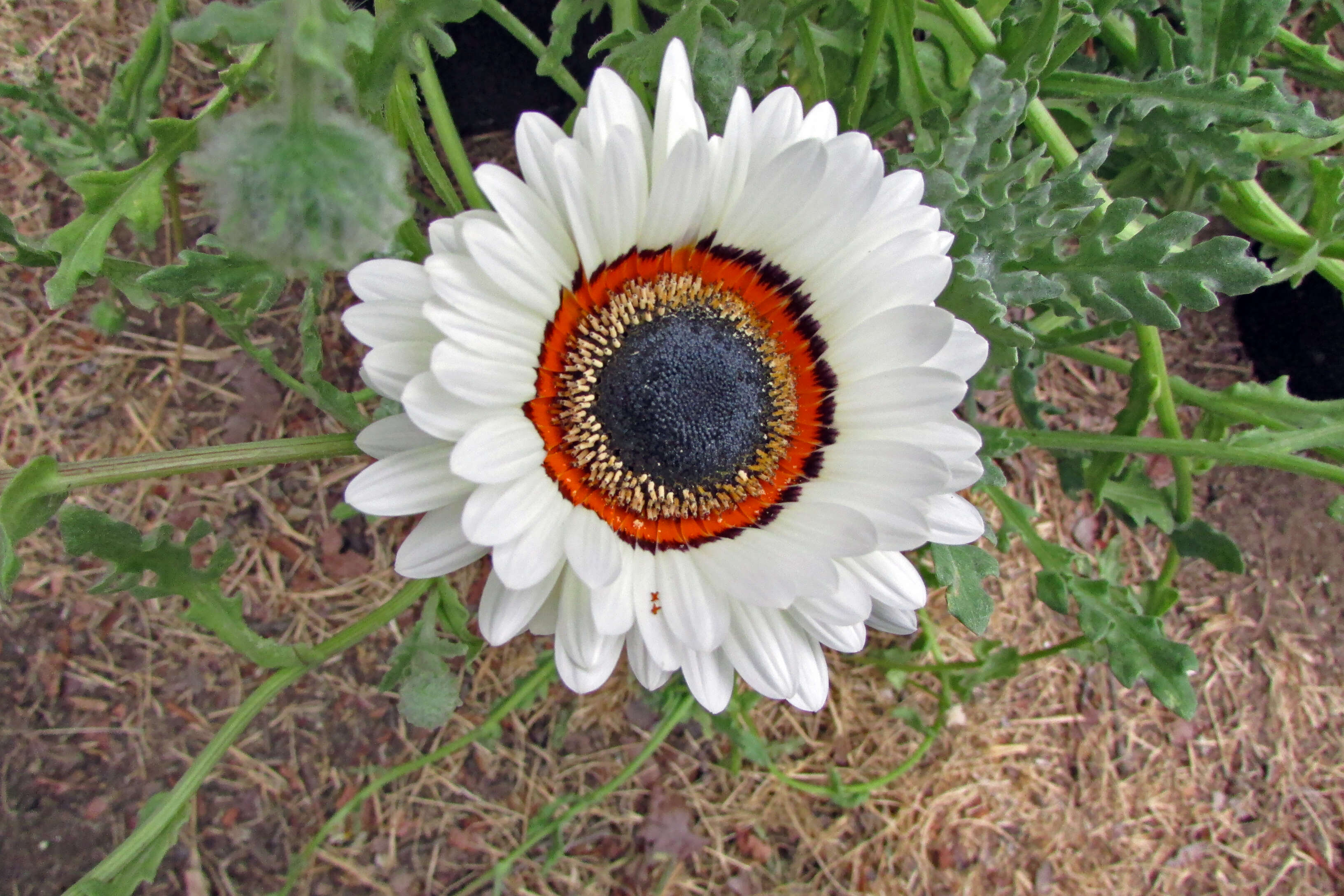 Image of Double Namaqua marigold