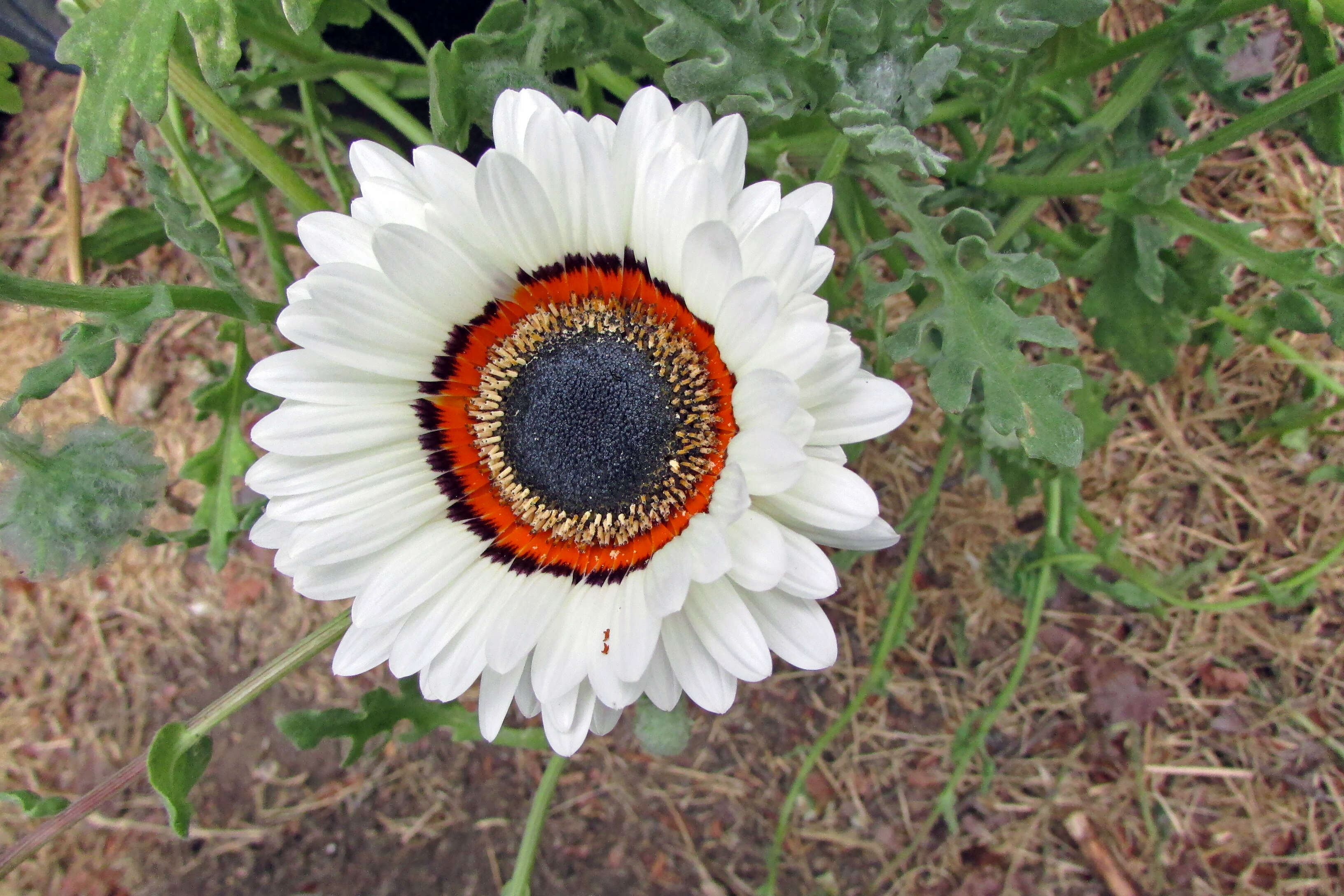 Image of Double Namaqua marigold