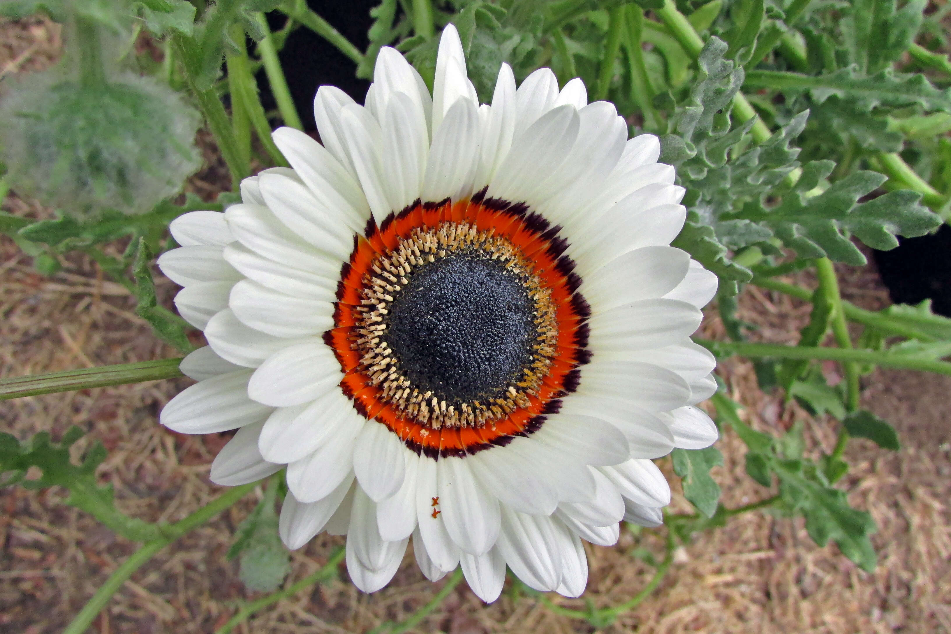 Image of Double Namaqua marigold