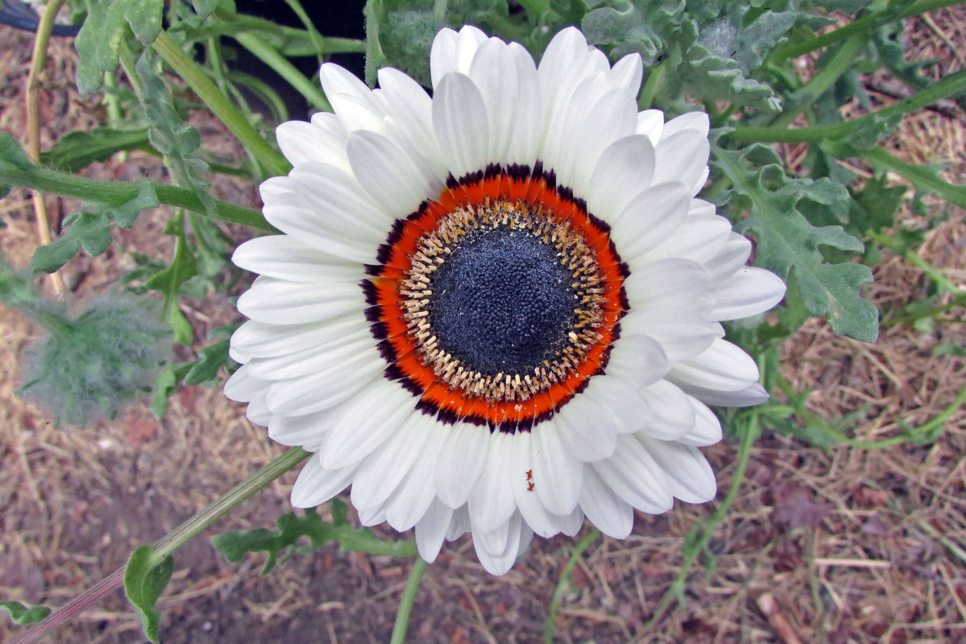 Image of Double Namaqua marigold