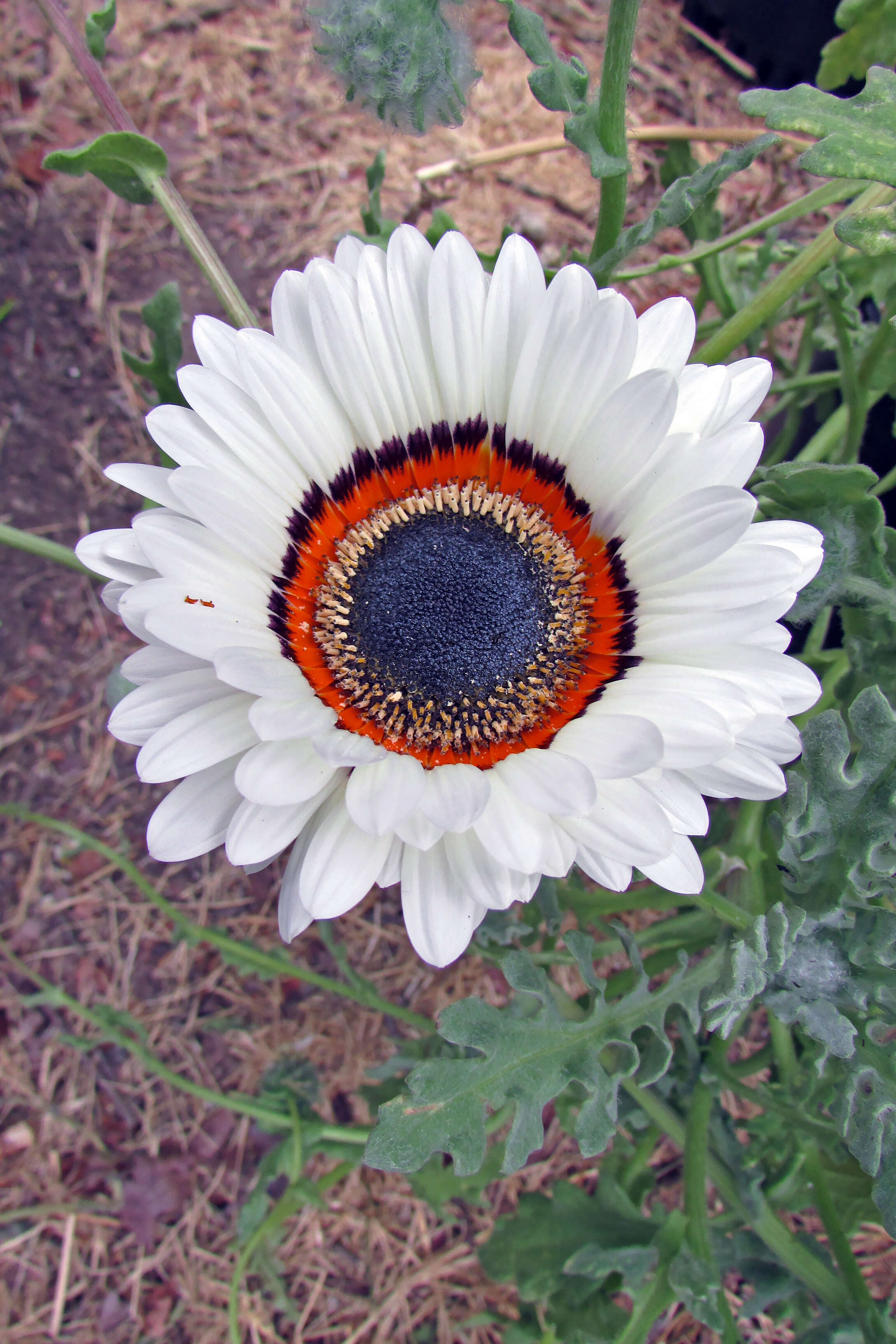 Image of Double Namaqua marigold