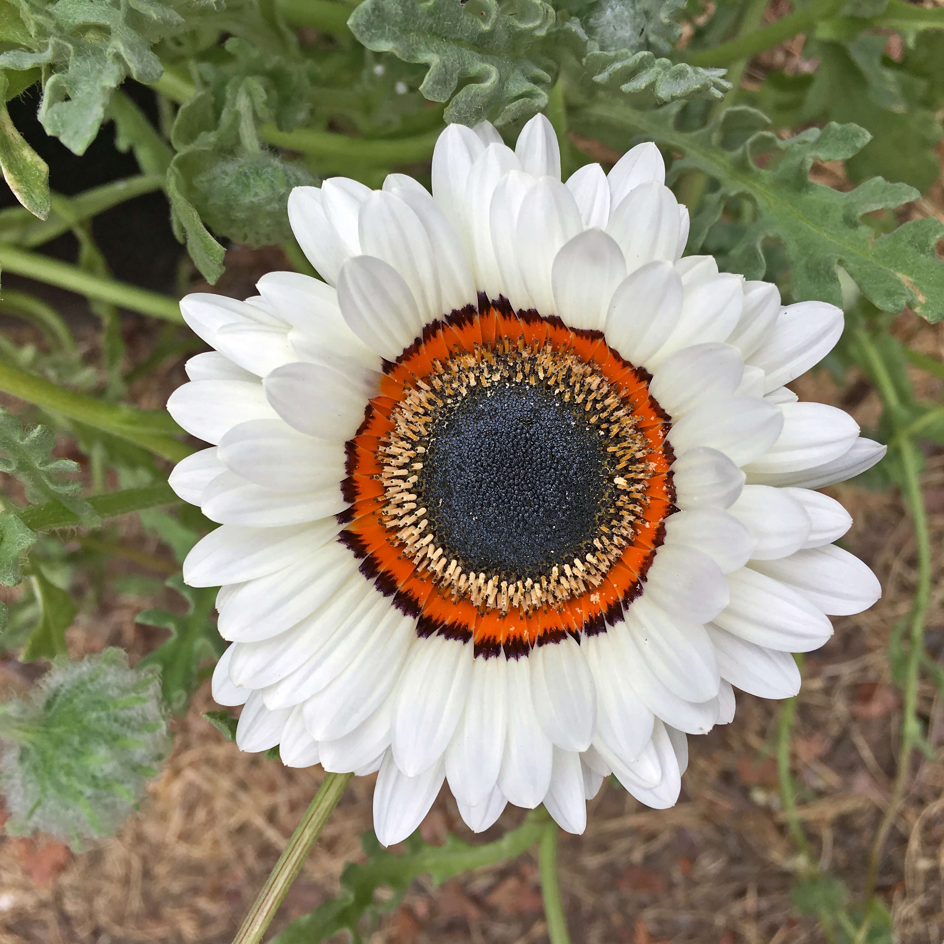 Image of Double Namaqua marigold